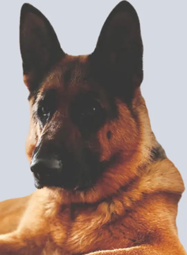 Westek-Systems-Shadow